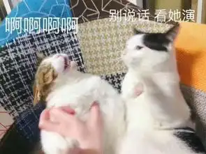  囧哥耿直哄老婆开心,他520节送上五花肉20斤