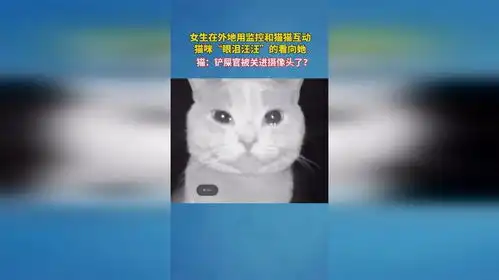  女生在外地用监控和猫猫互动,猫咪眼泪汪汪的看向她,猫铲屎官被关进摄像头了