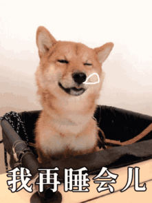  我才是汪界表情包的始祖,哈士奇你也得服