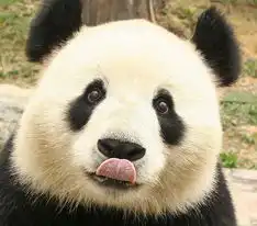  我心中的国宝熊猫公益有奖征集活动我的萌宠大熊猫要来东莞啦