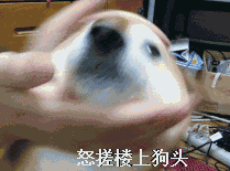 呜呜呜痛哭gif表情包dog