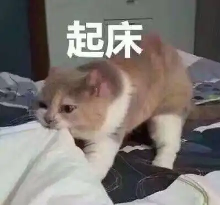 担心表情包猫咪起床