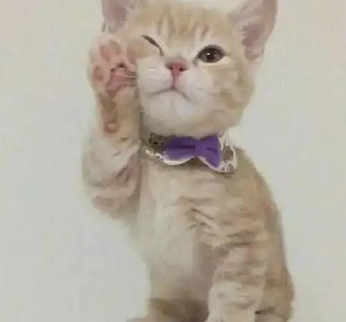  这只天真脸的喵,让你恨不得把全世界的小鱼干献给它