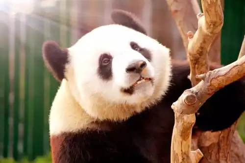 史上最会卖萌的国宝,现在可以轻松带回家 史上最会卖萌的国宝,现在可以轻松带回家