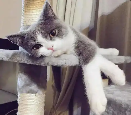  养猫就要戒掉这6件事,不然你别养了