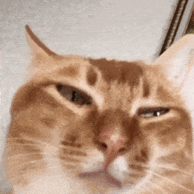 网红猫咪沙雕猫咪敦敦表情包二 网红猫咪沙雕猫咪敦敦表情包二