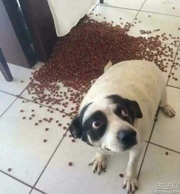 网友分享自家宠物的喜感瞬间蠢萌可爱宛如行走表情包 网友分享自家宠物的喜感瞬间蠢萌可爱宛如行走表情包