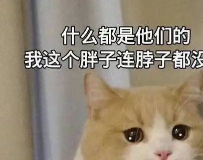 养猫的4大好处,第4个最有意思 养猫的4大好处,第4个最有意思
