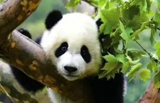  9.3010.07国庆假期若尔盖年保色达新都桥甘孜小环线8天游