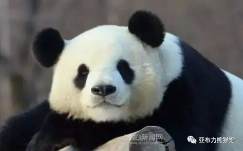  高萌来袭想去看小编已经蠢蠢欲动了