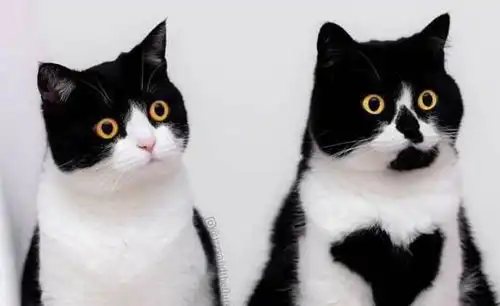  你确定你养的是只正常猫奶牛猫的顽皮逗比,堪比哈士奇