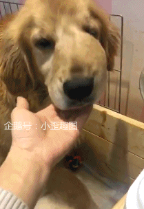  搞笑gif趣图二哈你要记得你去澡堂里也能找到适合的工作