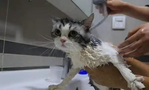  猕猴桃成精了胖狸猫被主人剃毛后,表情亮了网友实心的