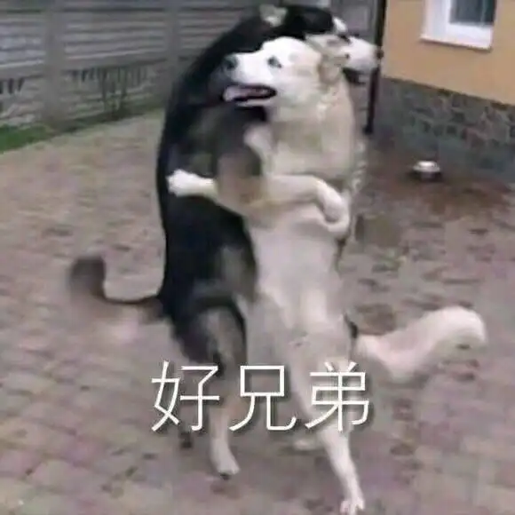 狗狗表情包斗图系列好兄弟好好做狗心如死灰