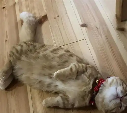  为啥猫咪有窝不睡,却睡在地板上原来是这么回事