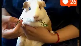  昨天说猪猪会走的米娜桑..你们可能可以试一下这个方法