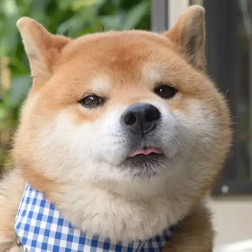  柴犬是我们狗子届顶流吧