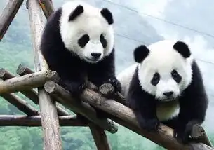 生气熊猫表情包动图猫科