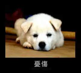 洛克王国龙影密道里的门怎么开 洛克王国龙影密道里的门怎么开