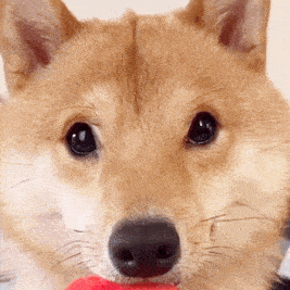 狗狗动态表情包