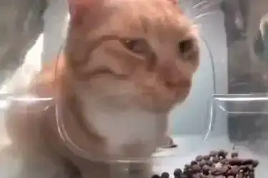  救救网红猫新鲜哥