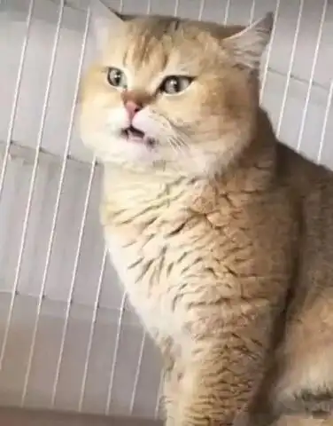 求小饼干表情包大全大猫