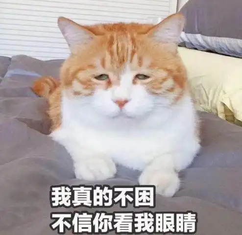  你还在彻夜修仙吗,橘猫后悔是不可能的,现在就是非常爽