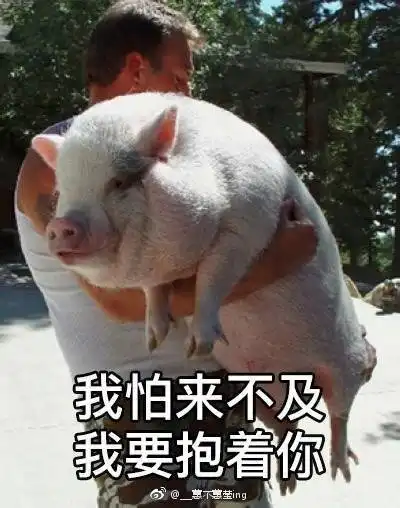 猪被打表情包考前