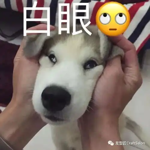  史上最无奈的狗狗本大爷这辈纸肿么就遇上这种主人呢