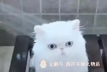  小猫第一次洗澡,傻愣愣的呆着不跑不闹,只是表情神了,笑哭主人