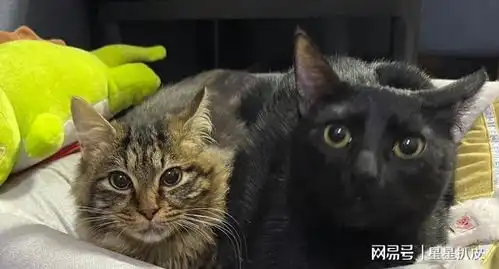  失去至亲的小奶猫,幸运遇上一群好心人,被领养后猫咪成干饭达人