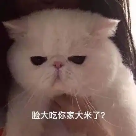 小仙女最美表情包橘猫