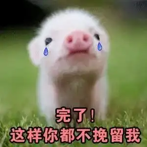  猪年必备表情包大全