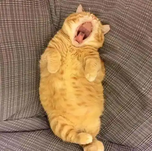 看到这只靠睡觉走红的橘猫,原谅我笑出了猪声 看到这只靠睡觉走红的橘猫,原谅我笑出了猪声