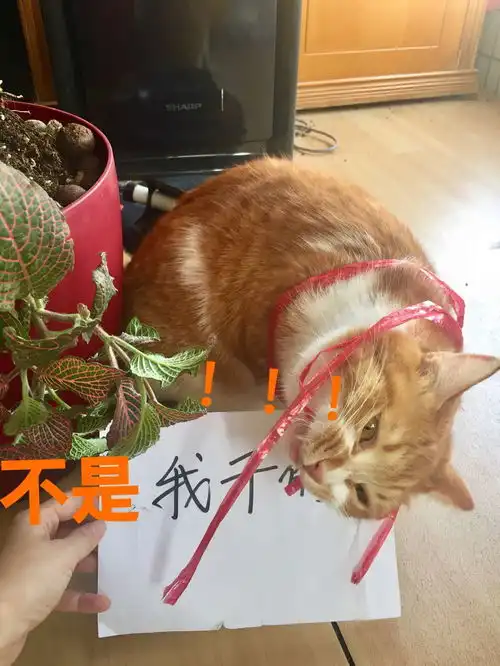  6月7更新,人有网红猫我有网黄,社会你磅爷的故事