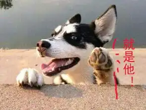  哈士奇搞笑图片表情包下载哈士奇犯二表情包下载动态11张腾牛下载