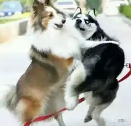  跟你讲个笑话哈士奇把藏獒打残了