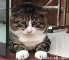  你见过最丑的猫是什么样子