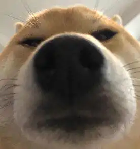 狗狗开心表情包图片猫咪