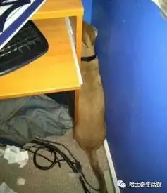  实拍狗狗做错事后的表情,网友最后1只估计会被炖了