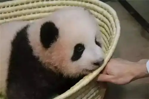  华春莹笑怼特朗普,网友纷纷点赞想不到,你是这样的外交部发言人