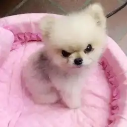  主人是不是欠了狗子八百包小饼干这表情是要准备打架了吧