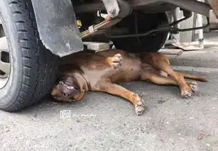  男子路过卡车,发现车轮下压着狗头,刚想上前施救却狂笑不止