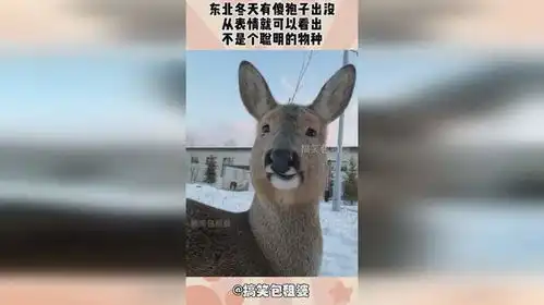  东北冬天有傻狍子出没,从表情就可以看出,不是个聪明的物种