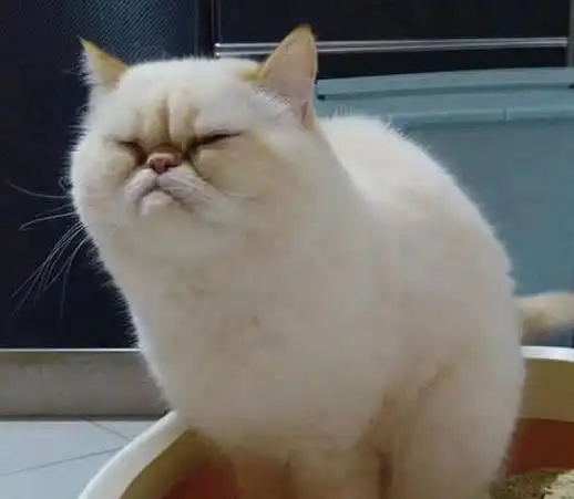  原来加菲猫这么可怕,怪不得养过的人,都说不会再养了