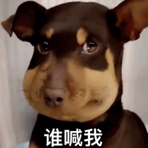 被蜜蜂蛰脸的狗表情包