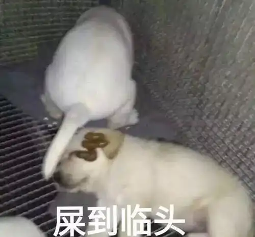  可爱表情包我超甜,来爱我吧