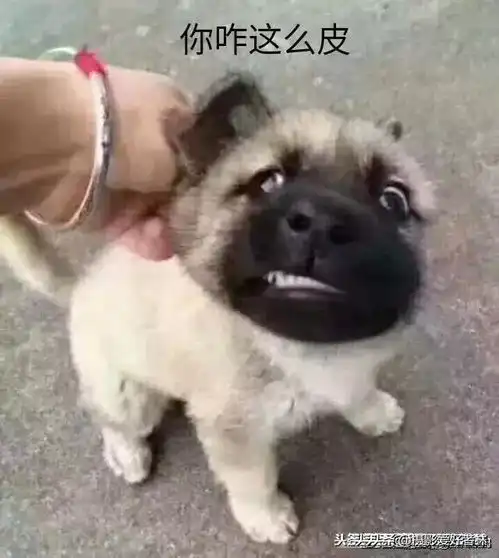  人体肥胖猜想记