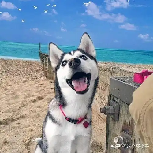  二哈的祖先可能最先被训化,西伯利亚