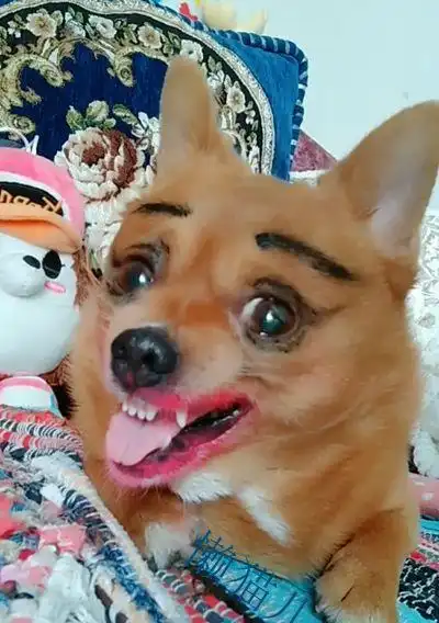  出差托女友照顾狗,回来见到狗狗时,他有了分手的想法